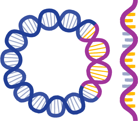 Circular DNA structure, blue and purple strands, intertwined with yellow segments. Depicts molecular biology, genetics, and DNA replication concepts with stylized visuals.