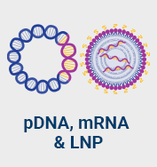Illustration of pDNA and LNP structures next to each other with labeled text: "pDNA, mRNA & LNP" beneath the graphic.
