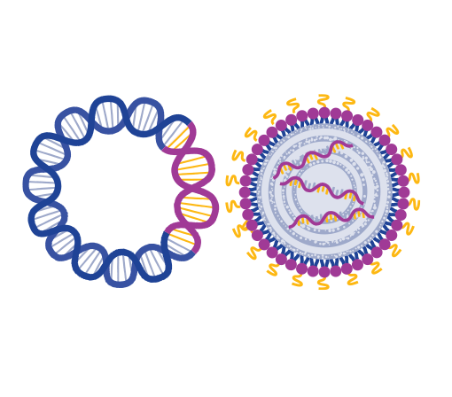 Circular structures with DNA and RNA elements depicted in blue and purple, illustrating a comparison of molecular components.